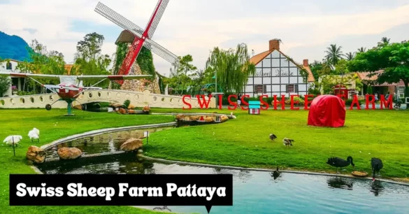 What Is The Swiss Sheep Farm Pattaya